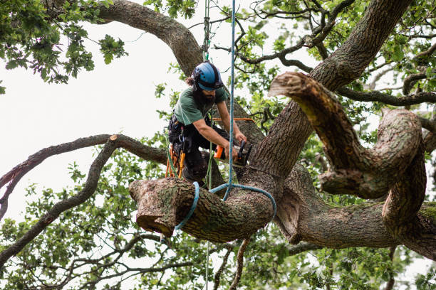 How Our Tree Care Process Works  in  Jordan, MN